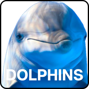 Dolphins (2)