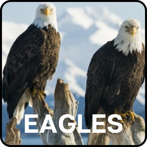 Eagles (1)